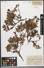 Foto von Salix waldsteiniana Willd.